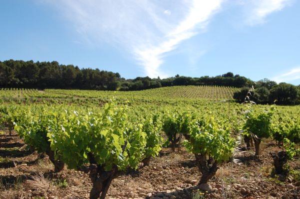 What You Should Know About Chateauneuf Du Pape Jj Buckley Fine Wines