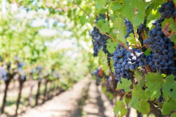 洋書 Beyond The Grapes: Napa Valley 洋書 Beyond The Grapes: Napa Valley Beyond the Grapes: An