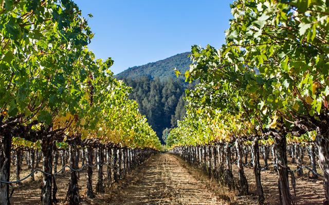 Tasting Diversity: Rutherford Cabernet Sauvignon Terroir | JJ