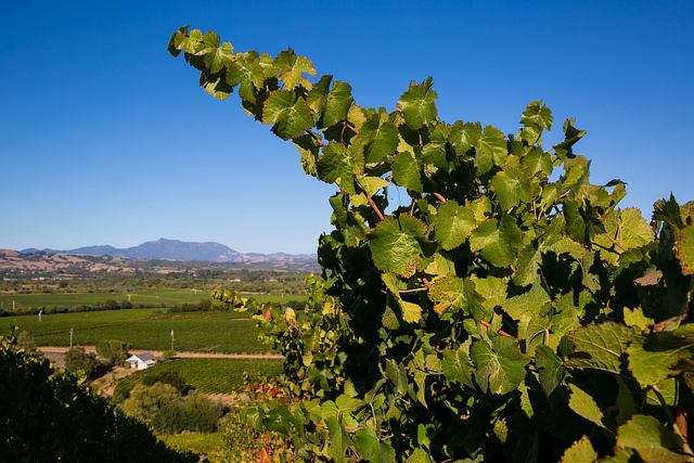 Sonoma vineyard vista
