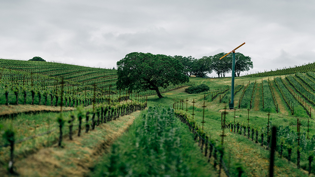 Backus on Track at Joseph Phelps Vineyards