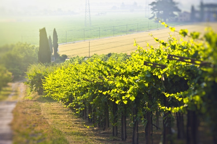 chardonnay grape vines